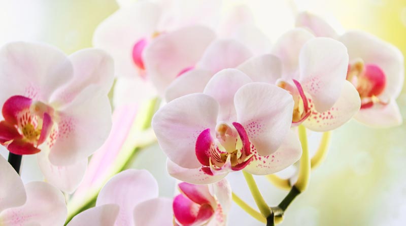 Orchideen.
(c) AdobeStock