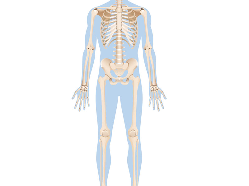 Grafik eines menschlichen Skeletts, Stichwort Osteoporose.
(c) AdobeStock