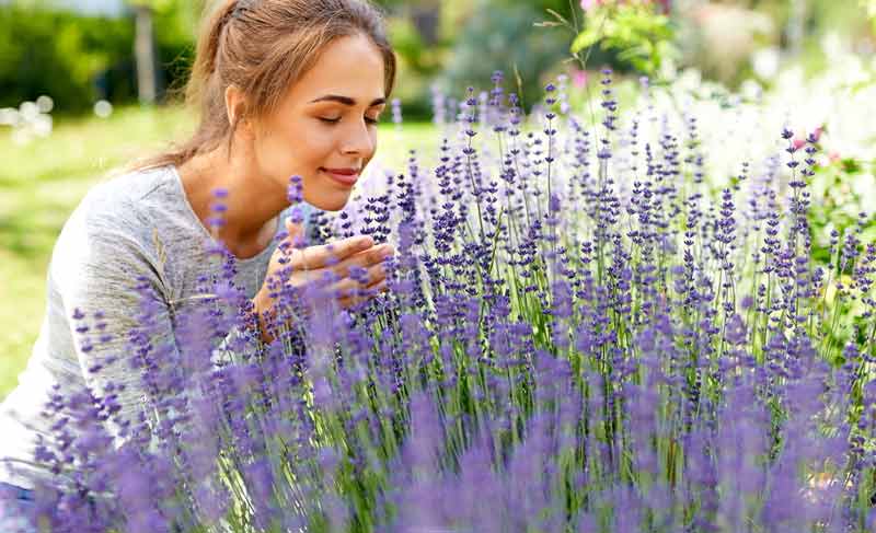 Wie wird mein Garten hitzefest? Tipps & Tricks für Hobbygärtner•innen 1 Eine Frau, die an einem Lavendlebusch riecht.
(c) AdobeStock