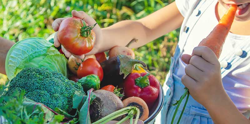 Wie wird mein Garten hitzefest? Tipps & Tricks für Hobbygärtner•innen 3 Ein Kind, das einen großen Paradeiser aus einer Schüssel mit Gemüse nimmt und in eine Karotte beißt.
(c) AdobeStock