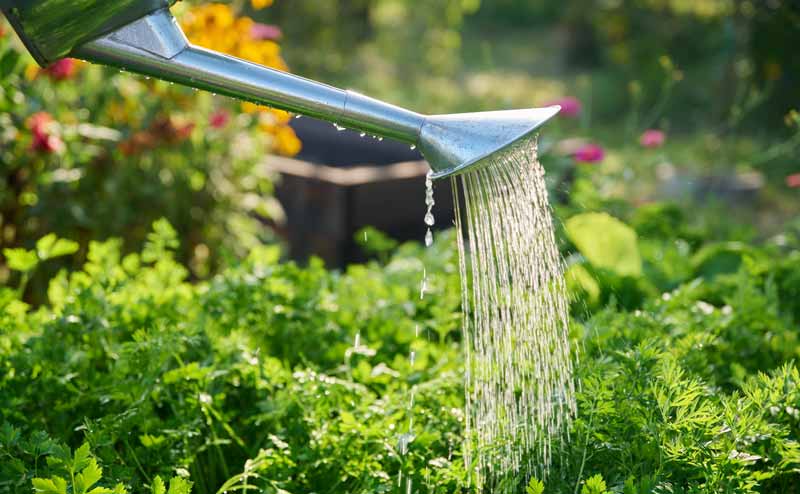 Wie wird mein Garten hitzefest? Tipps & Tricks für Hobbygärtner•innen 2 Eine Gießkanne, mit der ein Gemüsegarten gegossen wird.
(c) AdobeStock