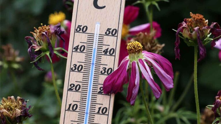 Ein Thermometer, das über 40Grad anzeigt, neben vertrockneten Blumen. (c) AdobeStock