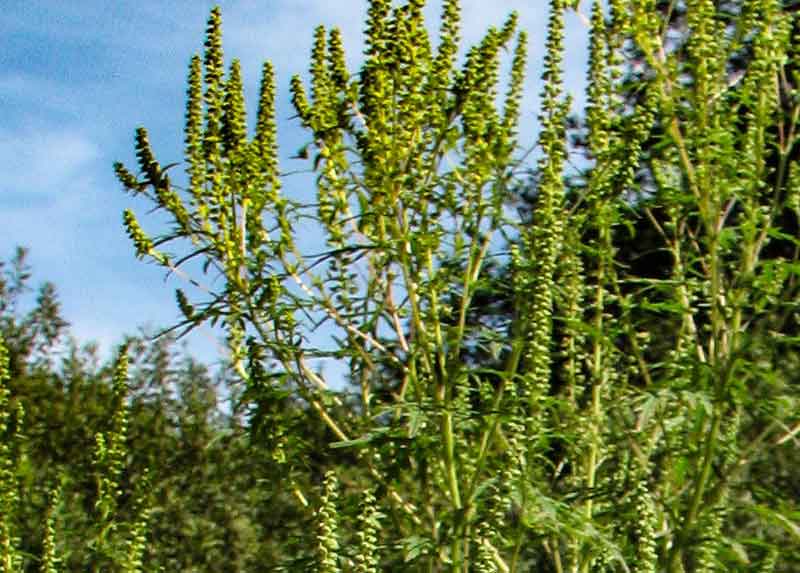 Ragweed: Wetter-Extreme bringen in diesem Jahr massive Pollensaison 2 Ragweed.
(c) Markus Berger