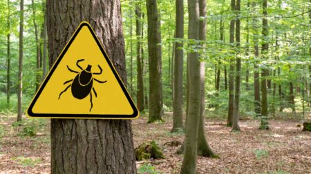 Ein Zecken-Warnschild an einem Baum in einem Wald. (c) AdobeStock