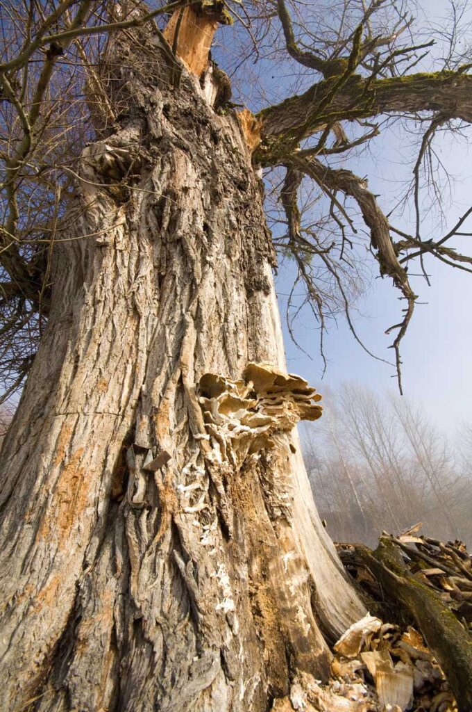 Ein alter, toter Baum als Lebensraum zahlreicher Tiere und Pflanzen.
(c) NPA/ Hollinger