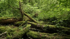 Naturbelassener Weg mit von Moos überwachsenem Totholz. (c) NPA/ Baumgartner