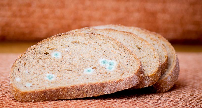Lebensmittelverschwendung kommt teuer – Einfrieren, Einkochen und Co. sparen bares Geld 2 Verschimmelte Brotscheiben.
(c) Pixabay.com