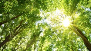 Baumkronen im Wald, durch die die Sonne scheint. (c) AdobeStock