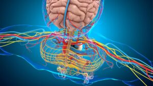 3D-Illustration des menschlichen Nervensystems mit Gehirn und komplexen Nervensträngen im Oberkörper auf blauem Hintergrund. (c) AdobeStock