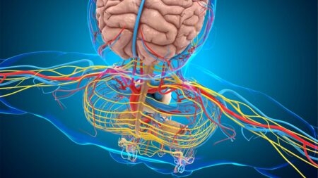 3D-Illustration des menschlichen Nervensystems mit Gehirn und komplexen Nervensträngen im Oberkörper auf blauem Hintergrund. (c) AdobeStock
