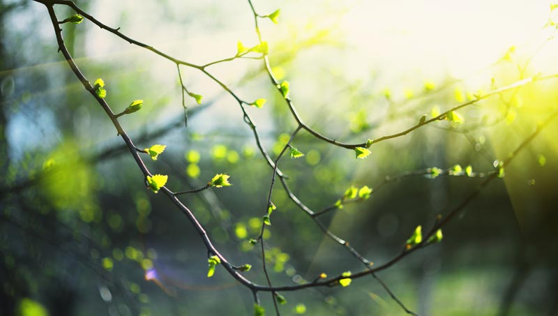 Nahaufnahme von jungen grünen Knospen und Blättern an Zweigen eines Frühblühers im hellen Sonnenlicht.
(c) AdobeStock