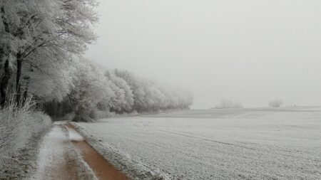 Verschneiter Waldweg im Nebel mit bereiften Bäumen – eine ruhige Winterlandschaft, die zum Innehalten einlädt. (c) AdobeStock)
