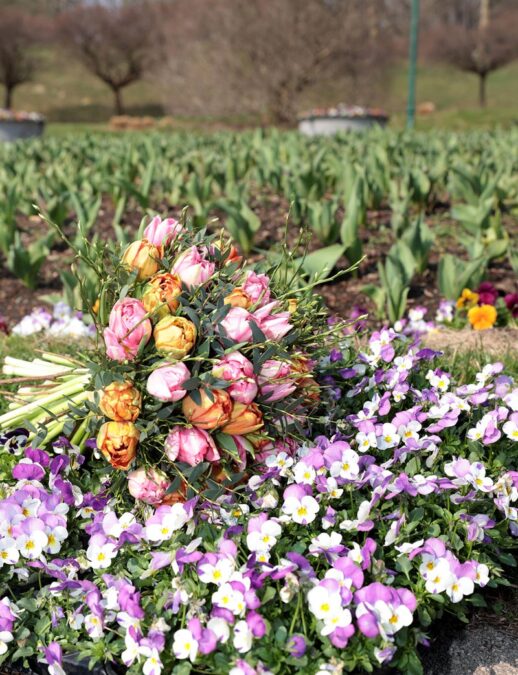 Ein üppiger Frühlingsstrauß mit rosa und orangefarbenen Tulpen liegt auf einem Beet aus violetten und weißen Stiefmütterchen im Freien. Im Hintergrund erstreckt sich ein parkähnliches Gelände mit jungen Pflanzen und Bäumen im Sonnenschein.
(c) Stadt Wien/ Martin Votava