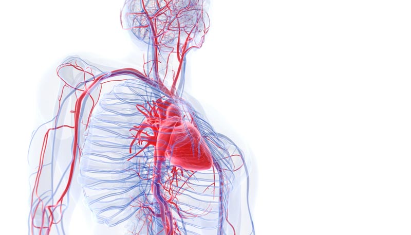 Transparente 3D-Illustration des menschlichen Oberkörpers mit hervorgehobenem roten Herzen und verzweigtem Blutgefäßsystem, Stichwort Gefäßgesundheit.
(c) AdobeStock