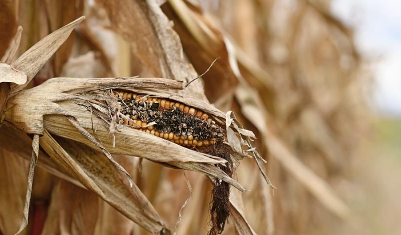 Nahaufnahme eines verdorrten und von Pilz befallenen Maiskolbens an einer vertrockneten Pflanze, Stichwort Klimawandel & Agrarpolitik.(c) AdobeStock